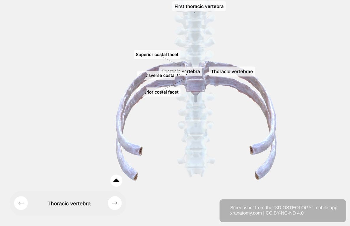 Thoracic vertebra 360-degree viewer showing superior and inferior costal facets on vertebral body for rib head articulation