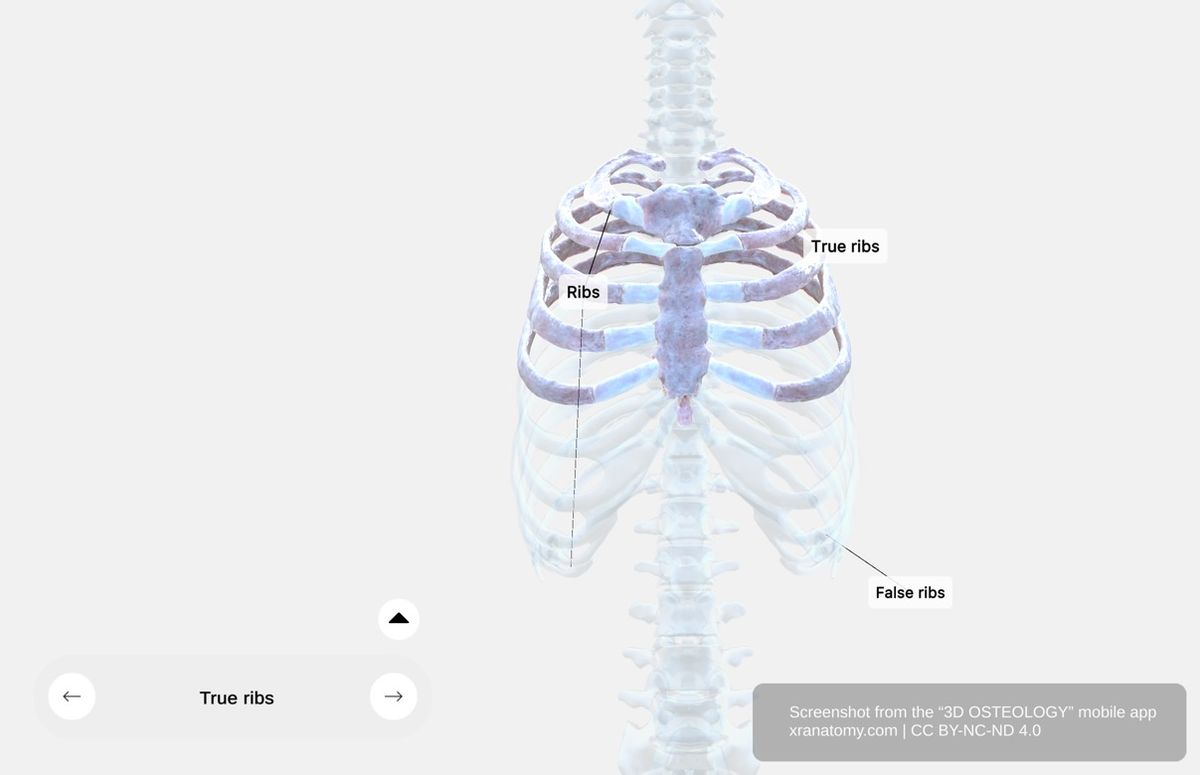 True ribs 360-degree viewer showing ribs 1 through 7 with direct sternal attachment via individual costal cartilages