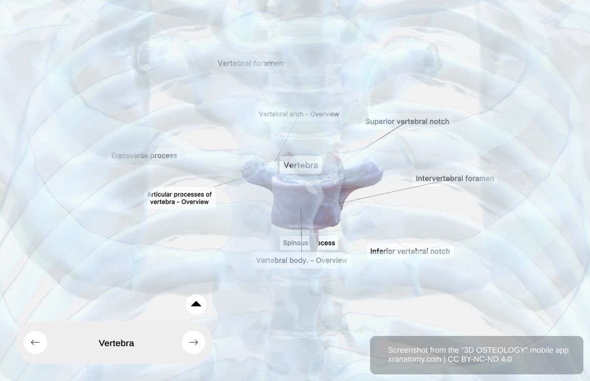 Vertebra anatomy 360-degree interactive viewer showing vertebral body, arch, foramen, spinous process, transverse process, and articular processes