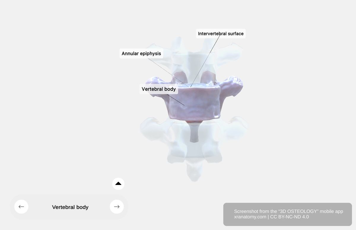 Vertebral body 360-degree viewer showing anterior weight-bearing portion, intervertebral surfaces, annular epiphysis, and vertebral arch