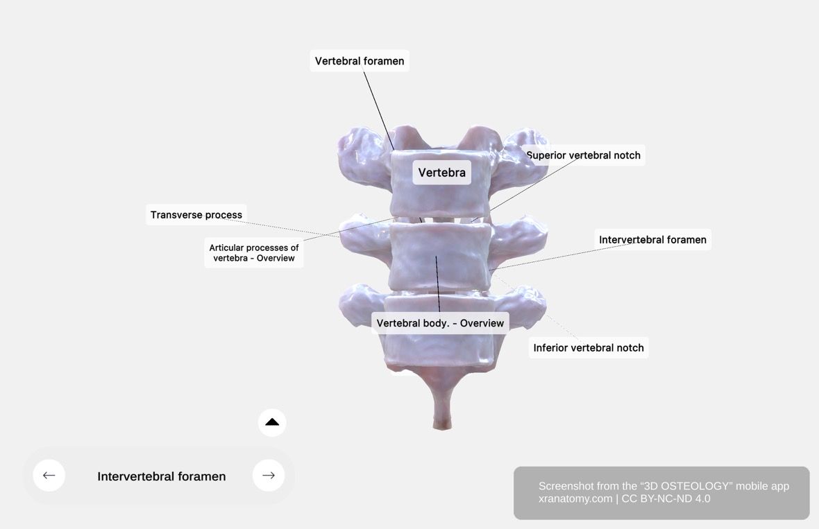 Intervertebral foramen 360-degree viewer showing opening between adjacent vertebrae formed by superior and inferior vertebral notches