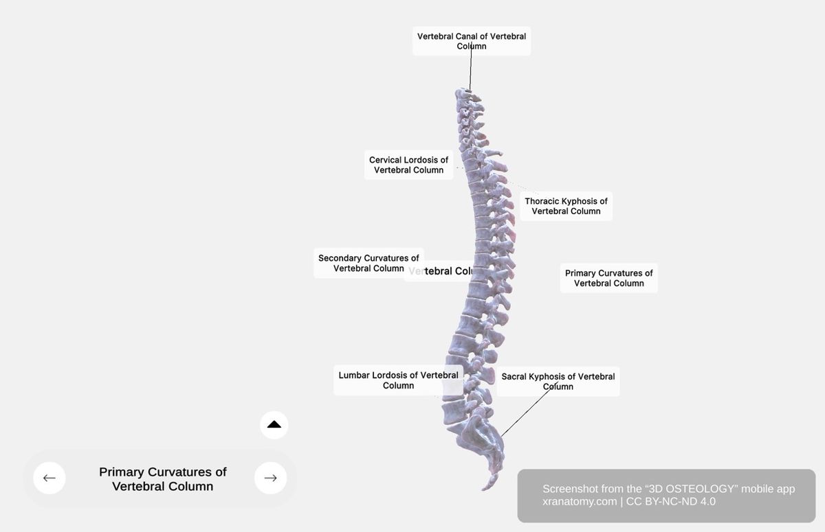 Primary curvatures 360-degree viewer showing thoracic kyphosis and sacral kyphosis - natural curves present at birth