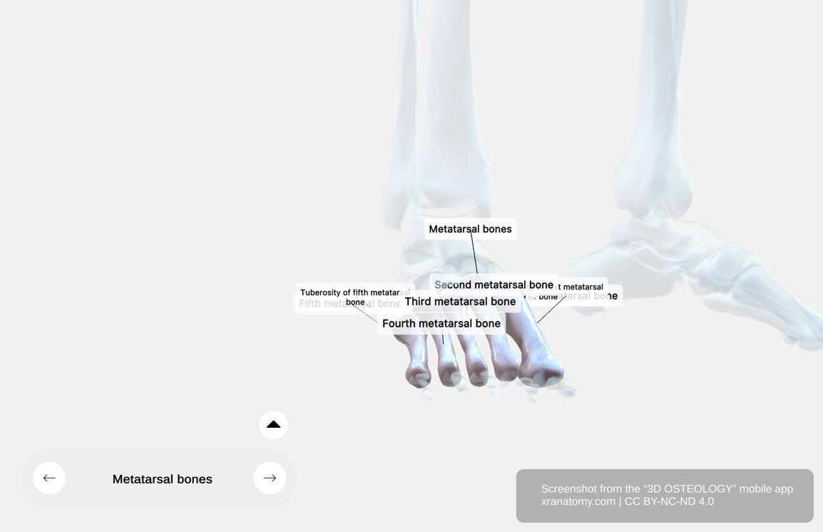 Metatarsal bones X-ray 360-degree interactive viewer showing internal bone structure, cortical bone density, and trabecular pattern