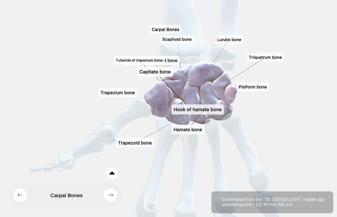 Carpal bones anatomy 360-degree interactive viewer showing eight wrist bones arranged in proximal and distal rows with articulation surfaces