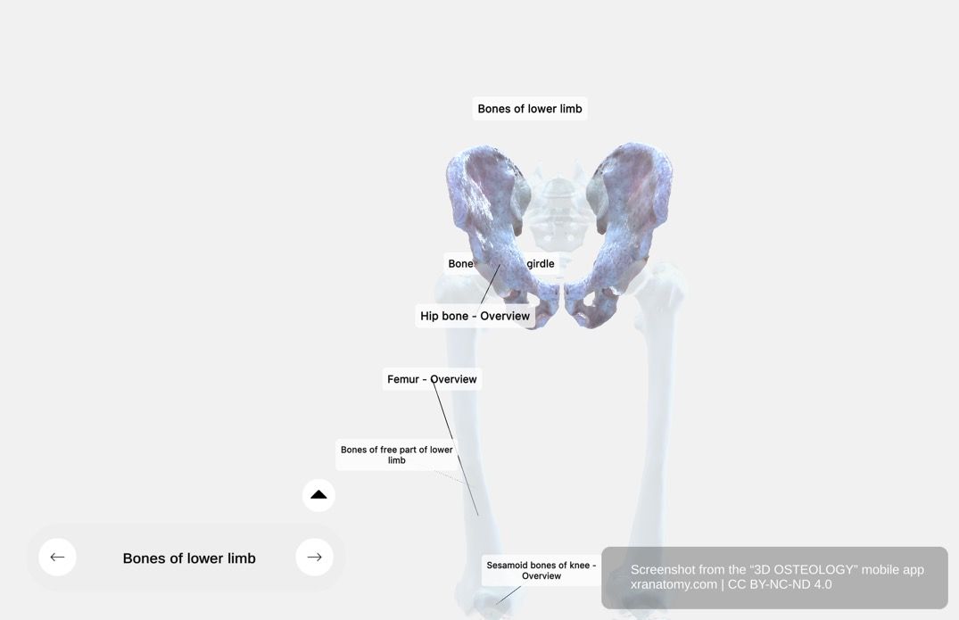 Pelvic girdle 360-degree viewer showing hip bones, sacrum, and coccyx articulations