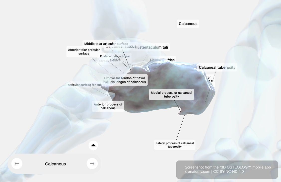 Calcaneus X-ray 360-degree interactive viewer showing internal bone structure, trabecular pattern, and cortical bone density