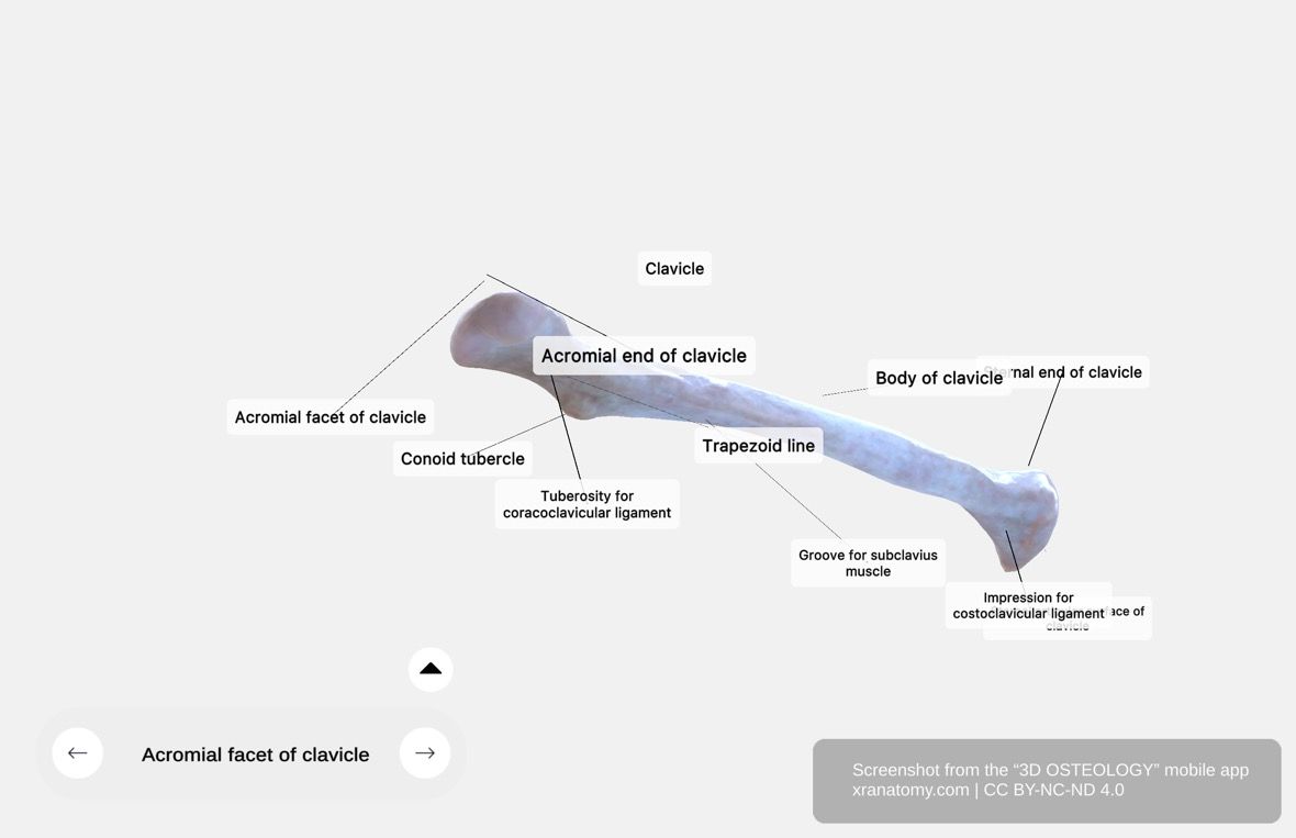 Acromial end of clavicle 360-degree viewer showing acromial facet, conoid tubercle, and trapezoid line for coracoclavicular ligament attachment