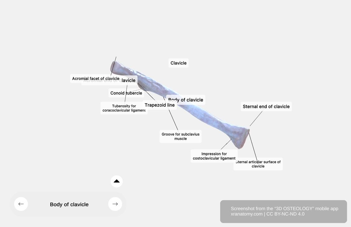 Body of clavicle 360-degree viewer showing double curvature, cylindrical medial portion, flattened lateral portion, and groove for subclavius muscle
