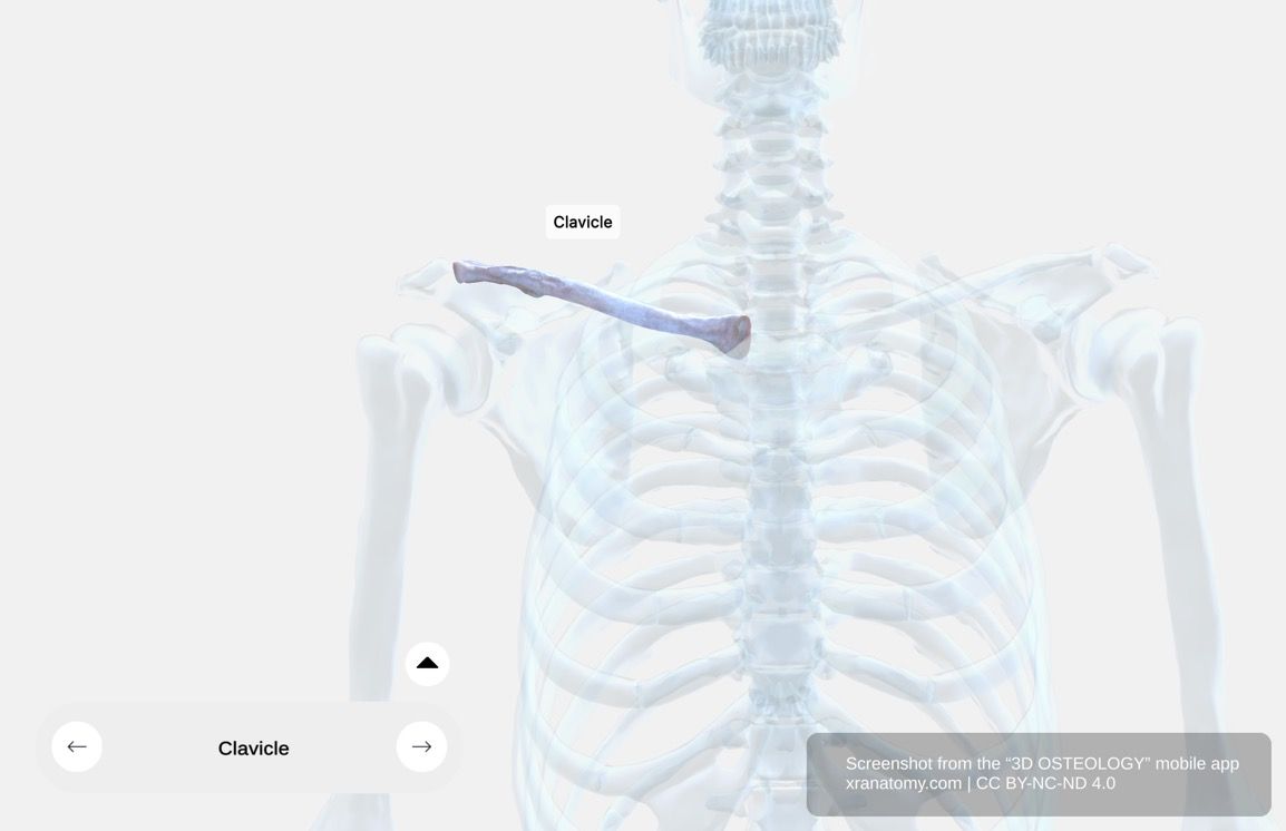 Clavicle anatomy 360-degree interactive viewer showing sternal end, body, acromial end, conoid tubercle, trapezoid line, and articular surfaces of the collarbone