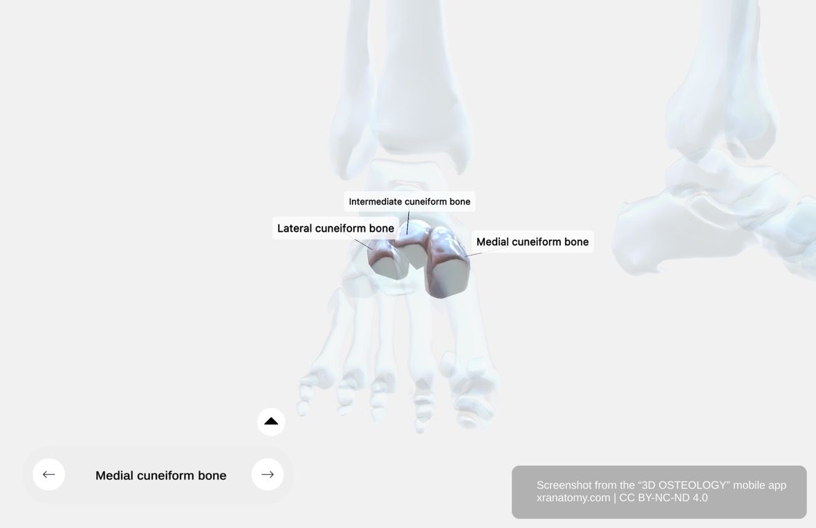 Cuneiform bones anatomy 360-degree interactive viewer showing the three wedge-shaped tarsal bones in anatomical context