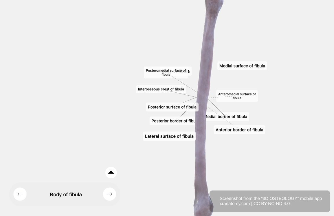 Fibula body 360-degree viewer showing anterior border, interosseous crest, medial surface, lateral surface, posterior surface, and medial border