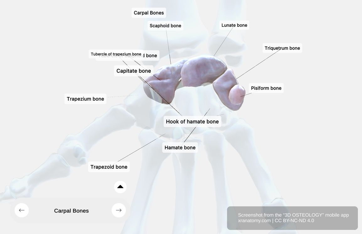 Proximal row of carpal bones 360-degree viewer showing scaphoid, lunate, triquetral, and pisiform bones with articulation surfaces
