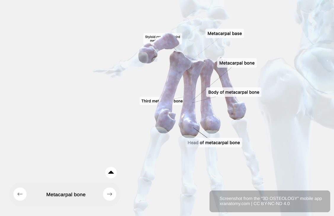 Metacarpal bones anatomy 360-degree interactive viewer showing complete bone structure with base, body, and head