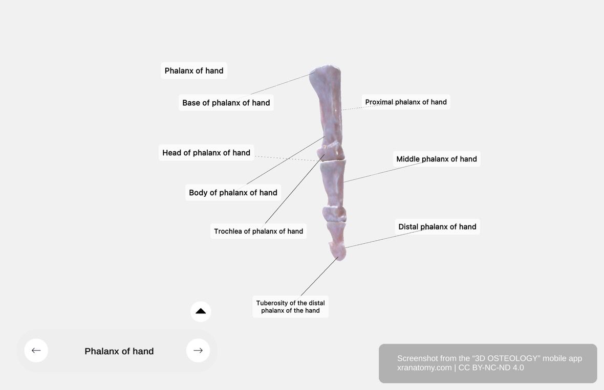Proximal phalanx 360-degree viewer showing body, proximal end with oval concave articular surface, and distal head