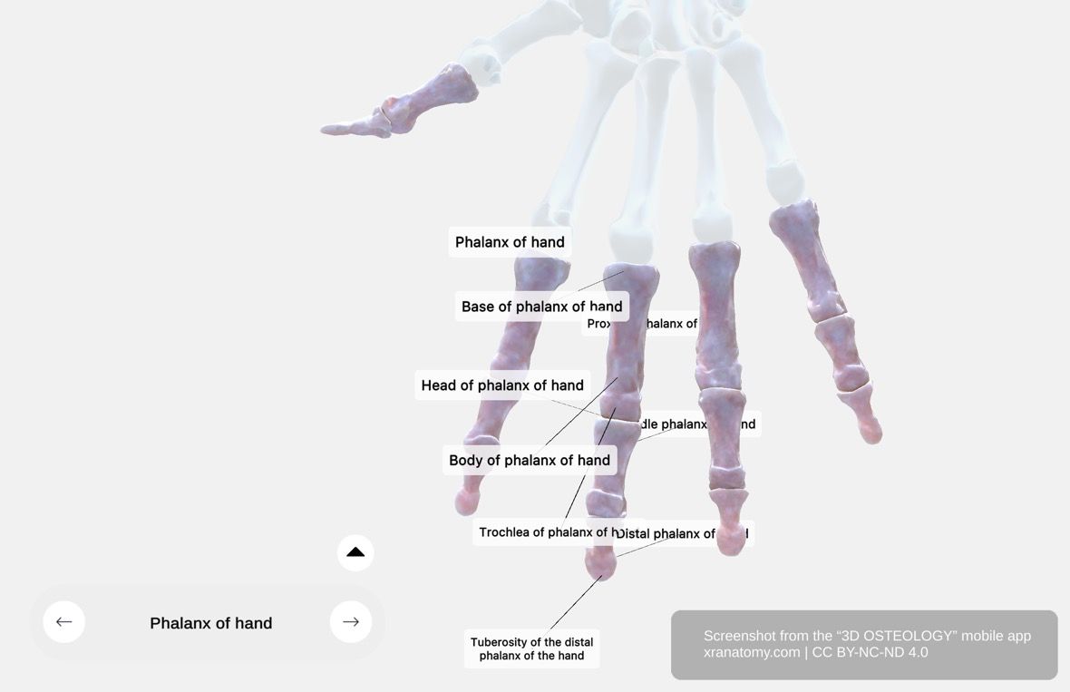 Phalanges of the hand anatomy 360-degree interactive viewer showing all fourteen finger bones with body, base, and head structures