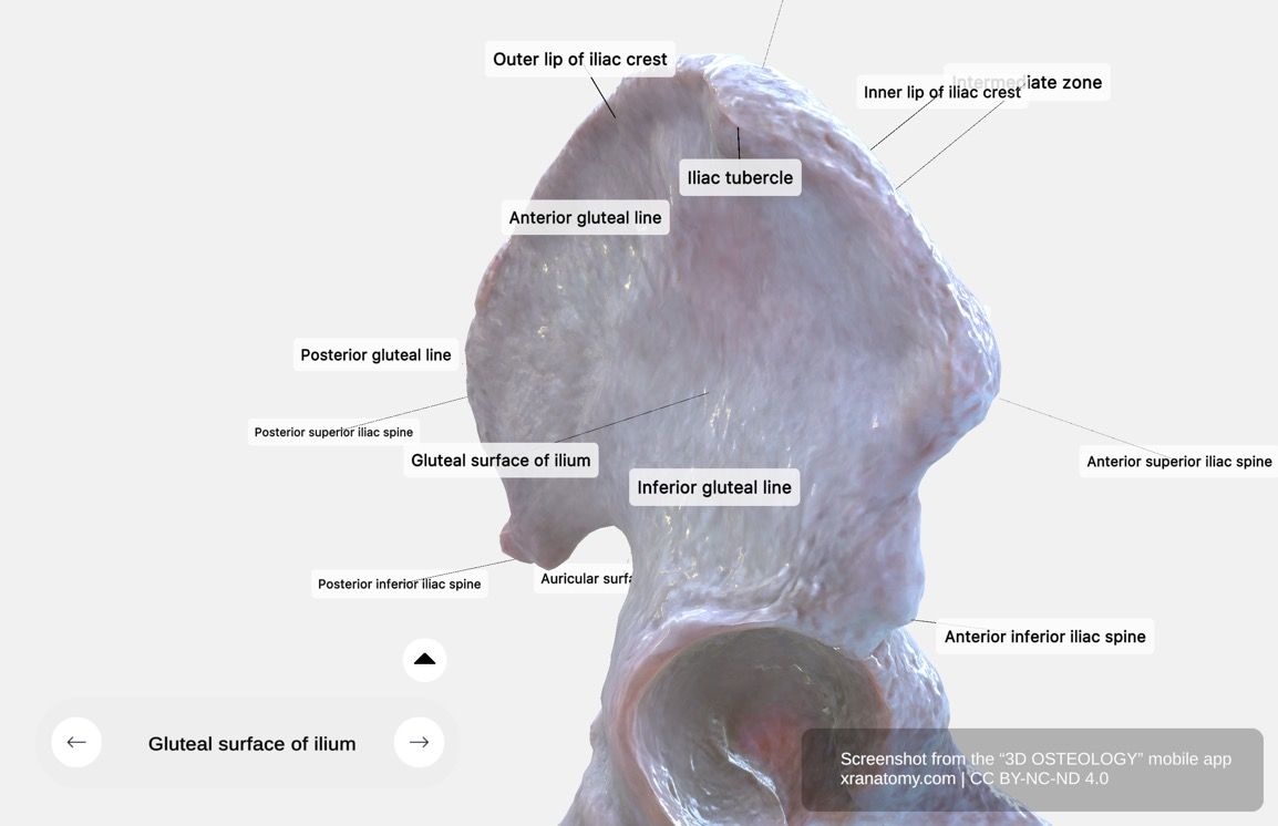 Gluteal surface of ilium 360-degree viewer showing anterior, posterior, and inferior gluteal lines
