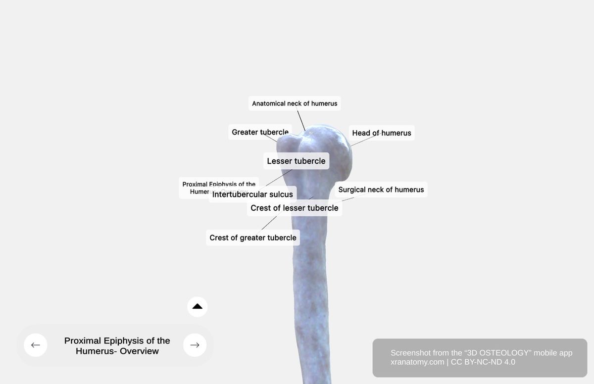 Proximal epiphysis of humerus 360-degree viewer showing humeral head, anatomical neck, surgical neck, greater and lesser tubercles, and intertubercular sulcus