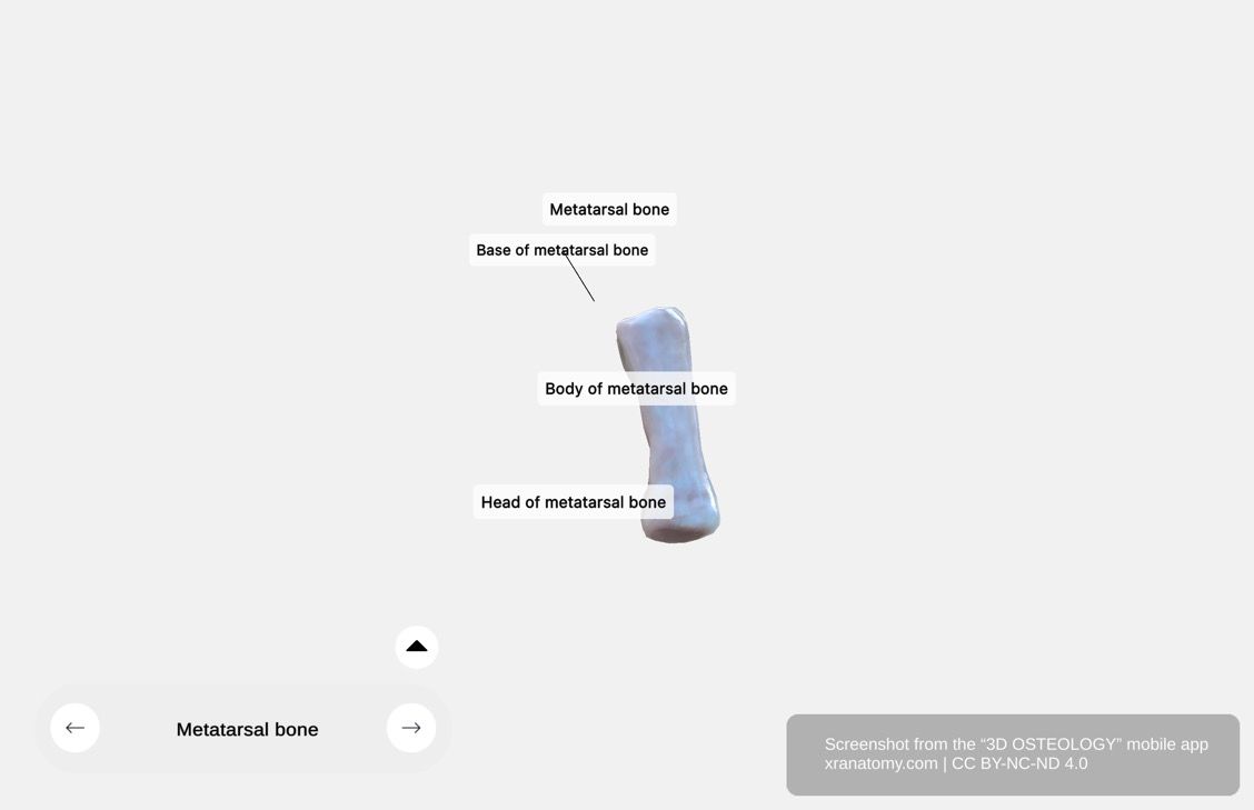 Metatarsal bone 360-degree viewer showing detailed anatomy of base, body, and head with articular surfaces