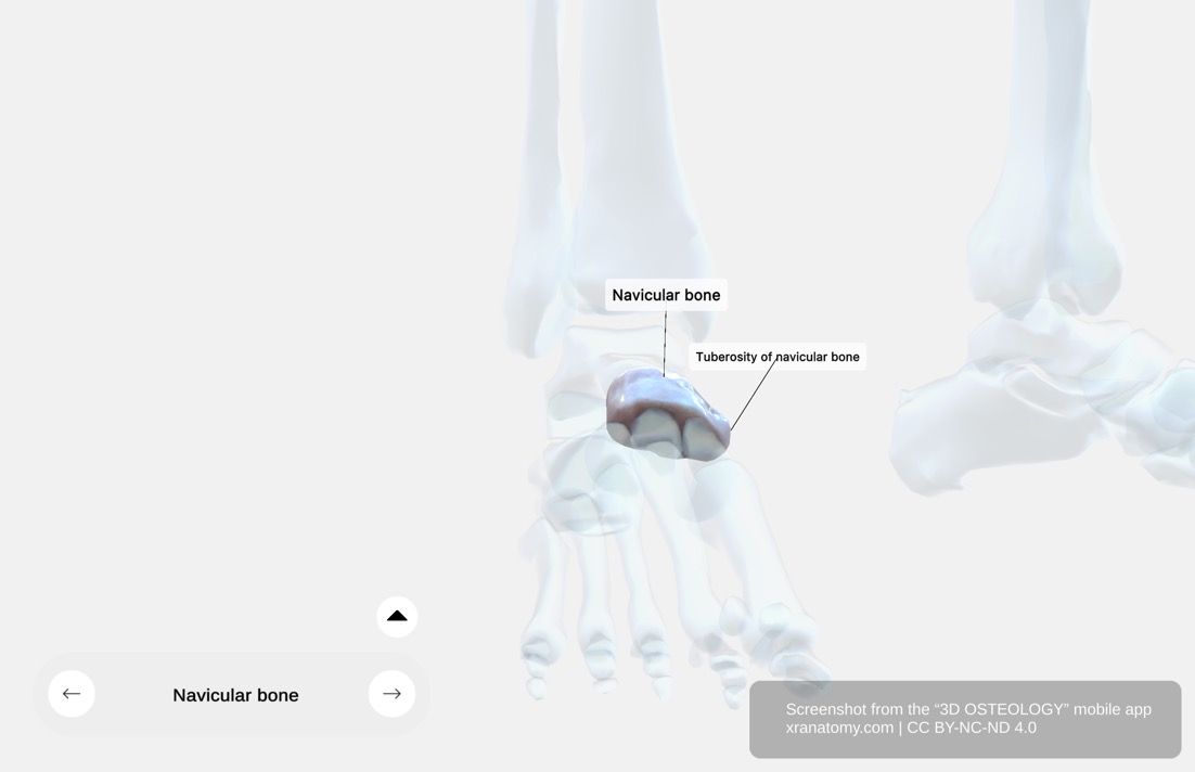 Navicular bone anatomy 360-degree interactive viewer showing the boat-shaped tarsal bone with articular surfaces for talus and cuneiform bones