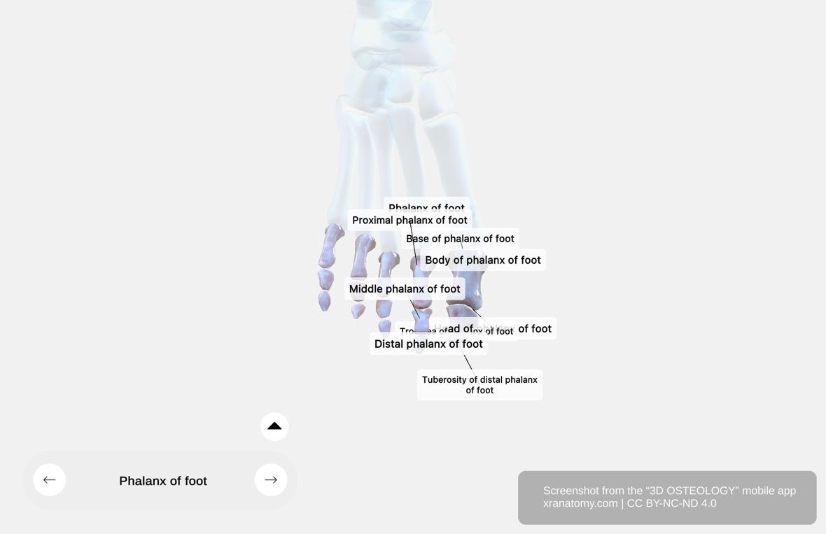 Phalanges of the foot 360-degree interactive viewer showing all toe bones with proximal, middle, and distal phalanges and their articulations
