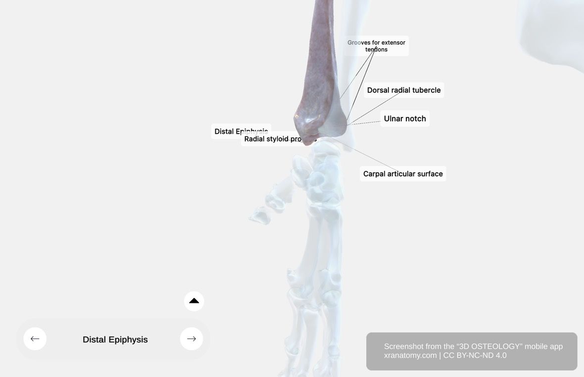 Distal epiphysis of radius 360-degree viewer showing styloid process, ulnar notch, dorsal tubercle, and carpal articular surface