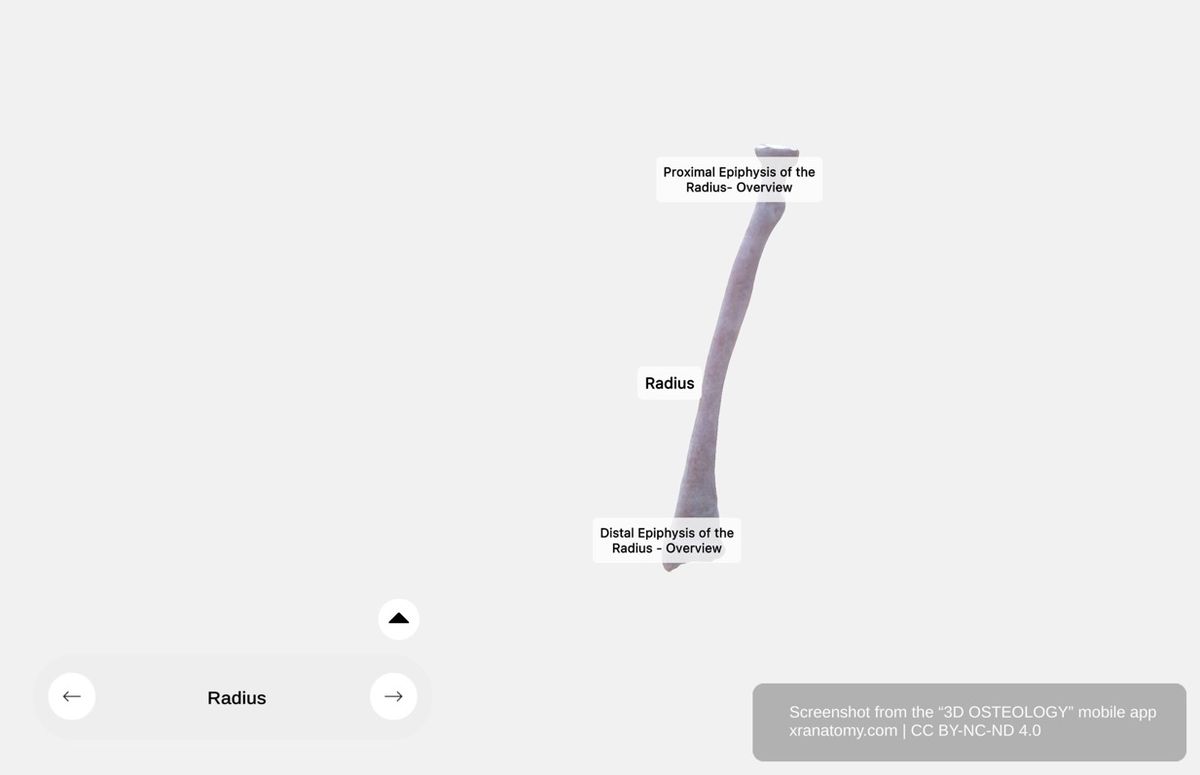 Radius anatomy 360-degree interactive viewer showing proximal epiphysis, body, and distal epiphysis of the forearm bone