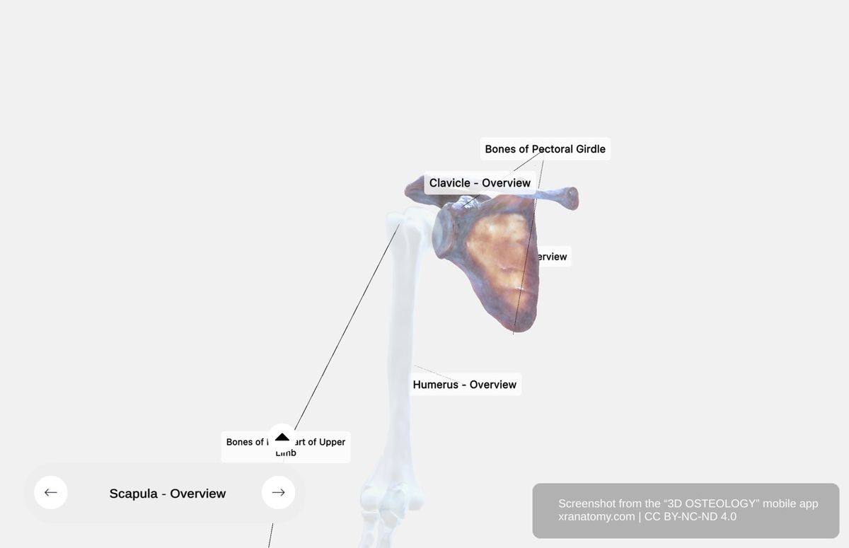 Shoulder girdle 360-degree viewer showing scapula and clavicle articulations