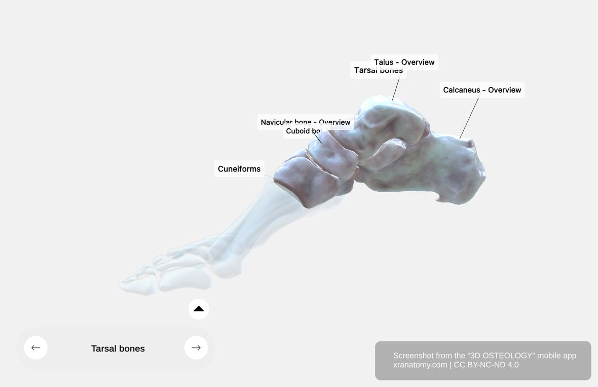 Tarsal bones 360-degree viewer showing seven tarsal bones including talus, calcaneus, navicular, cuneiform, and cuboid bones