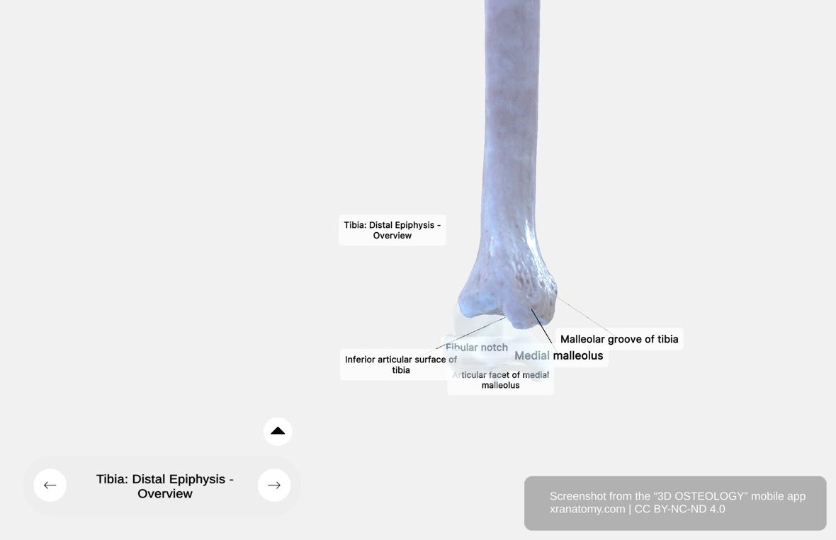 Tibia distal epiphysis 360-degree viewer showing medial malleolus, malleolar groove, fibular notch, and inferior articular surface