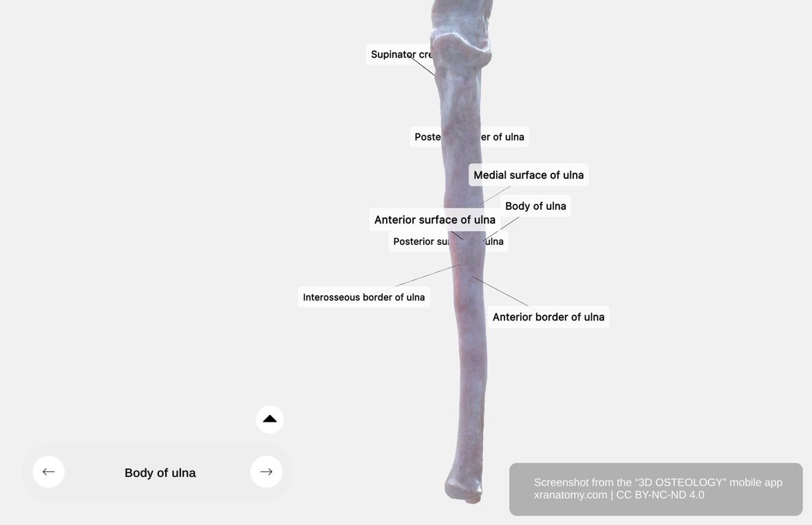 Body of ulna 360-degree viewer showing anterior, posterior, and medial surfaces with interosseous border and muscle attachment sites