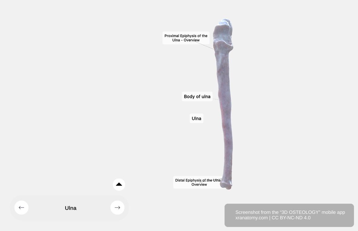 Ulna anatomy 360-degree interactive viewer showing complete bone structure with proximal epiphysis, body, and distal epiphysis