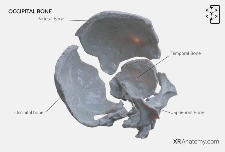 AR Figure 1 – Occipital Bone: Disarticulated view