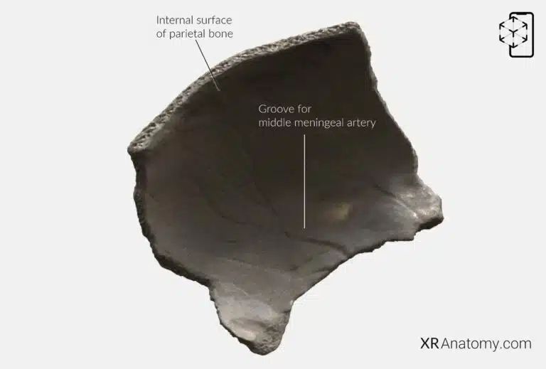 AR Figure 21 – Parietal Bone: External Surface