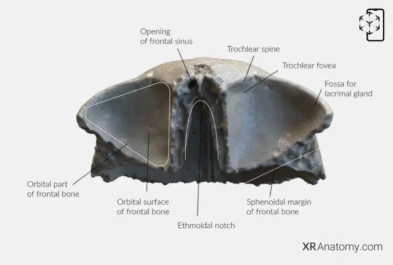 AR Figure 28 – Frontal Bone: Orbital part