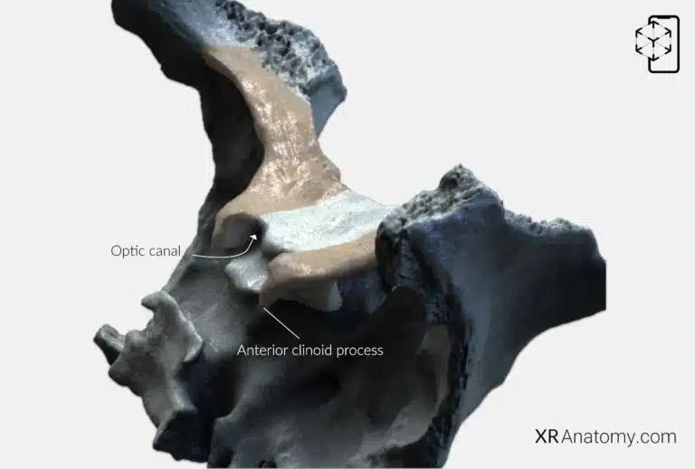 AR Figure 34 – Sphenoid Bone: Lesser wing
