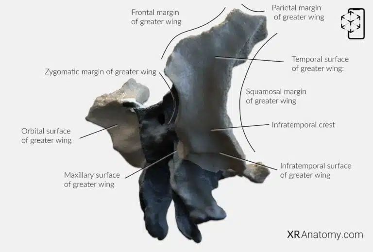 AR Figure 36 – Sphenoid Bone: Greater wing