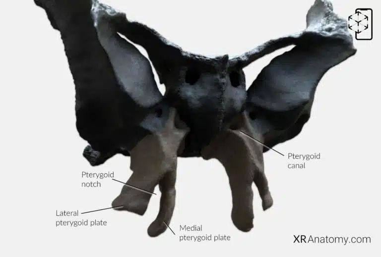 AR Figure 37 – Sphenoid Bone: Pterygoid process