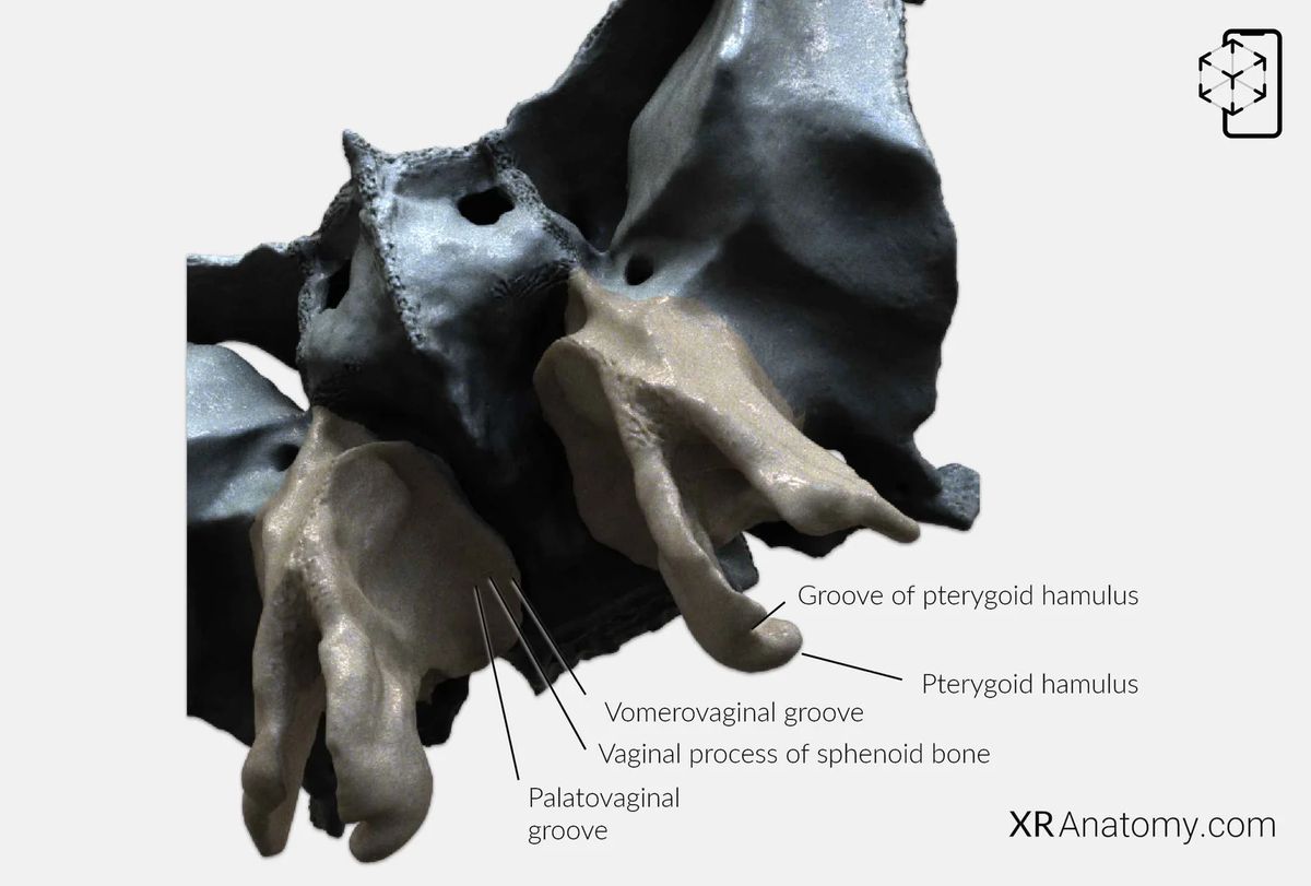 AR Figure 39 – Sphenoid Bone: Vaginal process