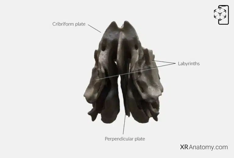 AR Figure 41 – Ethmoid bone