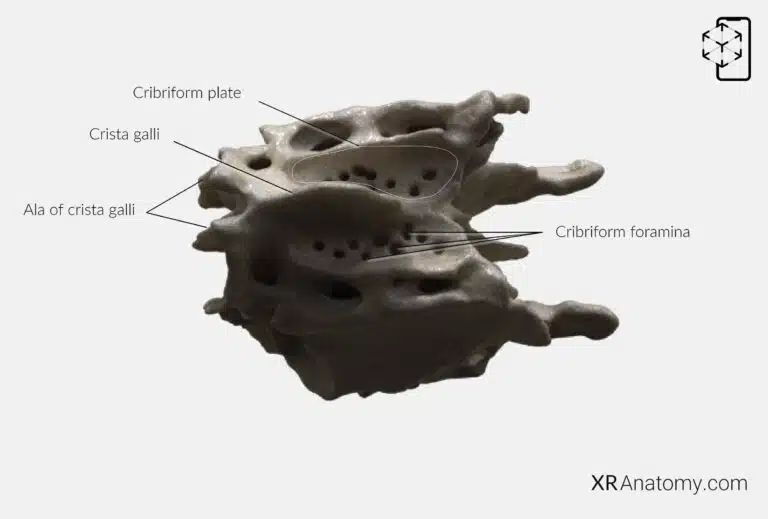AR Figure 42 – Ethmoid bone: Cribriform plate