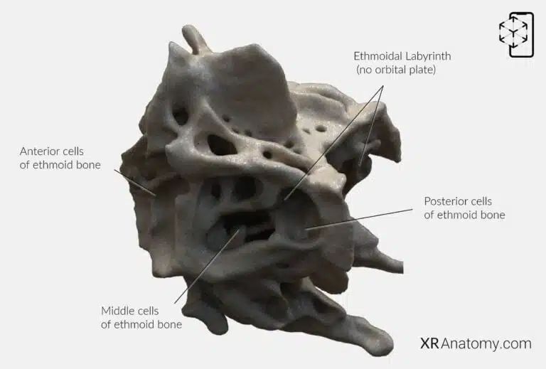 AR Figure 44 – Ethmoid bone: Ethmoidal labyrinth