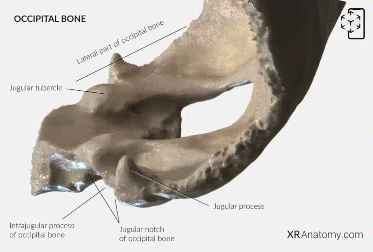 AR Figure 4 – Occipital Bone: Lateral part