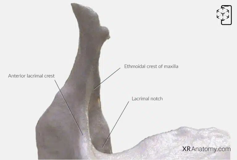 AR Figure 57 – Maxilla: Frontal process