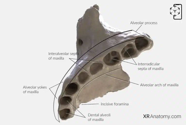 AR Figure 60 – Maxilla: Alveolar process