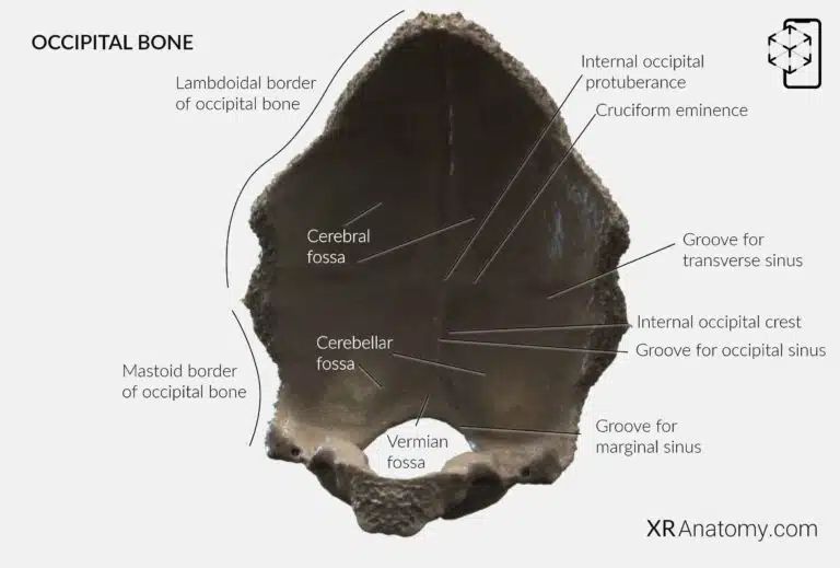 AR Figure 7 – Occipital Bone: Squamous part internal