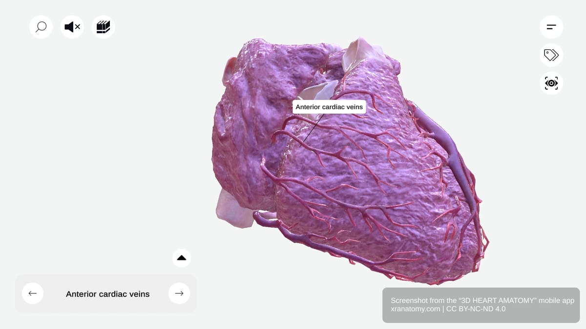 Anterior cardiac veins anatomy draining right ventricle directly into right atrium