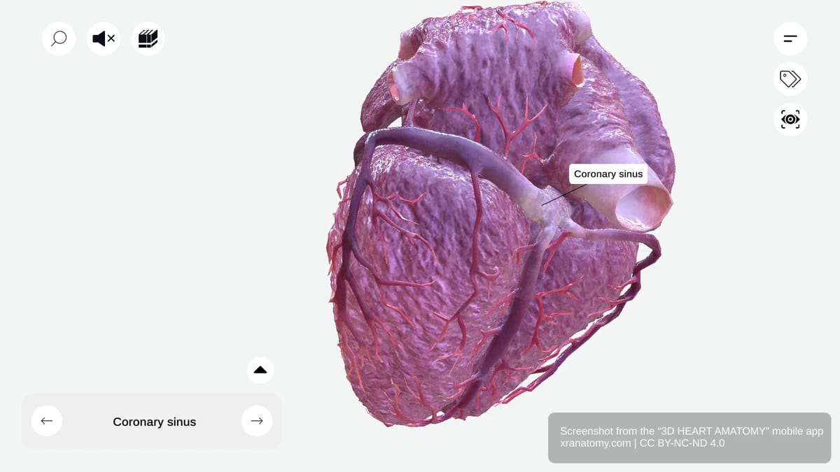 Coronary sinus anatomy showing primary venous structure receiving tributaries and draining into right atrium