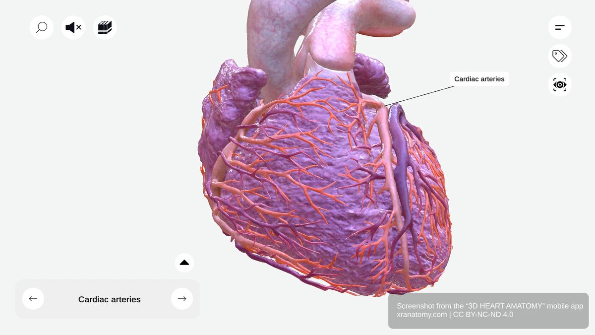 Cardiac arteries anatomy showing two main vessels branching from aorta, originating from aortic sinuses, coursing along atrioventricular groove