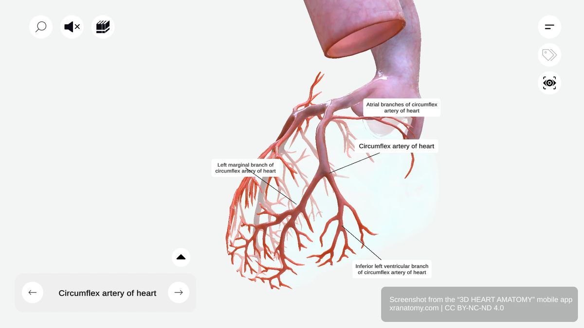 Branches of circumflex artery showing atrial branches, atrial anastomotic branch, left marginal branch, and inferior left ventricular branch