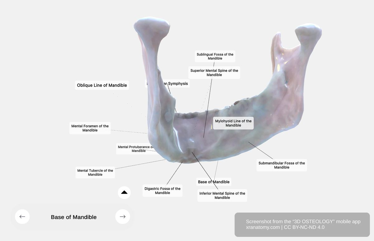 Internal surface of mandible base showing digastric fossa, mylohyoid line, sublingual fossa, and submandibular fossa
